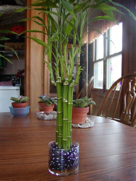 where to put lucky bamboo.